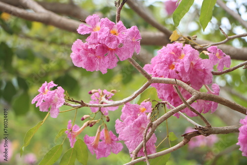 Close-up of tabebuia rosea flower blooming in the garden, known as rosy trumpet tree. © Nature-Andy