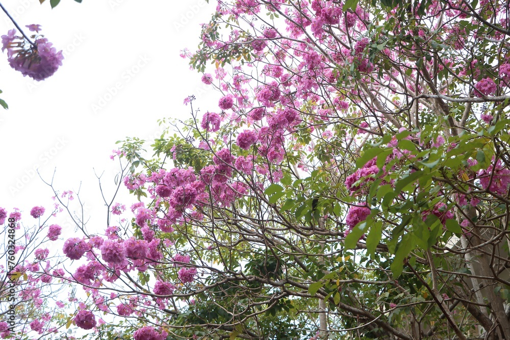 Close-up of tabebuia rosea flowers blooming and swaying in the wind, known as rosy trumpet tree. Close-up of tabebuia rosea flowers blooming and swaying in the wind, known as rosy trumpet tree.