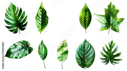 Natural of Tropical green leaves of leaf isolated on transparent png background  varies different of plant botanical.