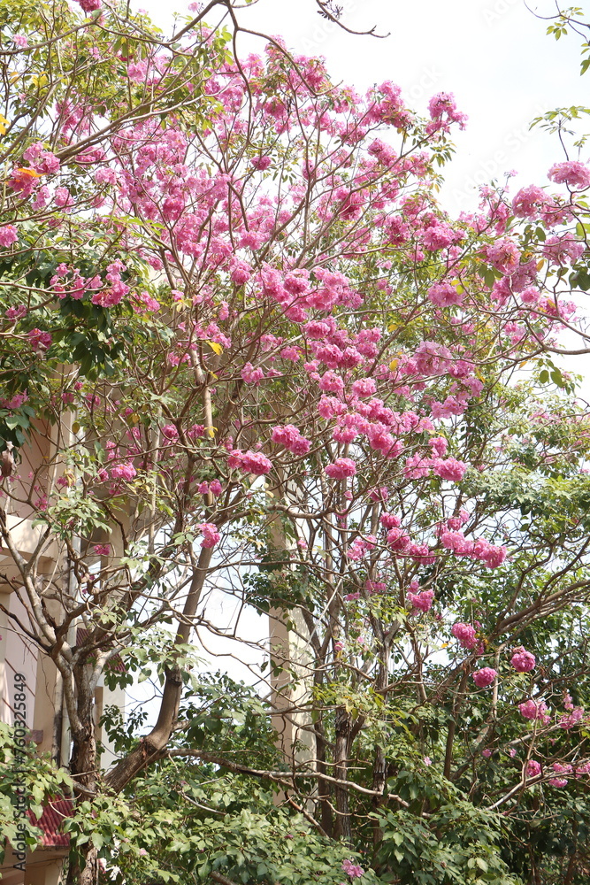 Close-up of tabebuia rosea flowers blooming and swaying in the wind, known as rosy trumpet tree.