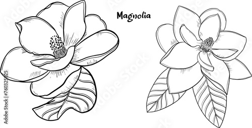 Set of hand drawn magnolia flower illustration.