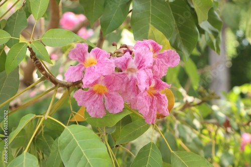 Close-up of tabebuia rosea flower blooming in the garden  known as rosy trumpet tree.