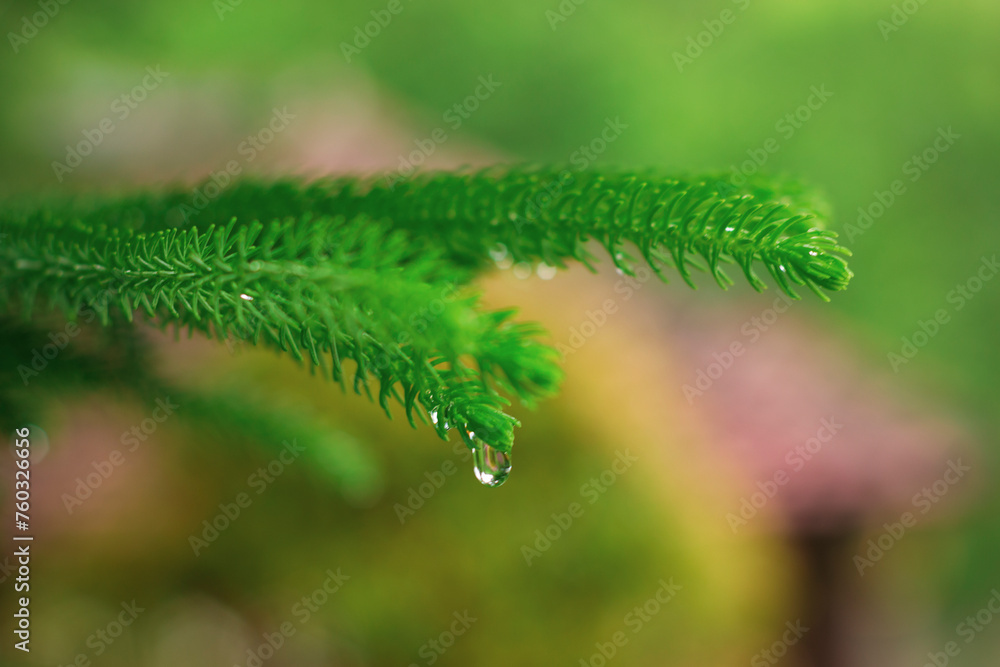 Tip of pine tree leaf with water droplets, bokeh background