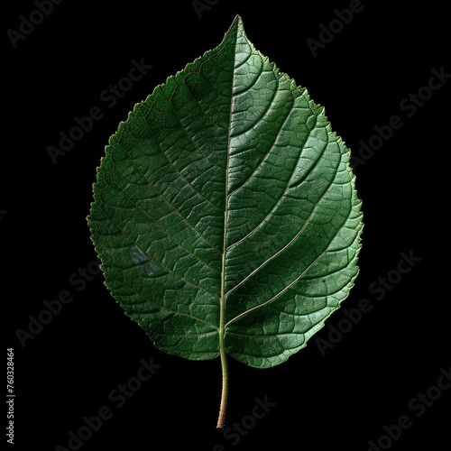 Capture the intricate beauty of nature with this realistic image featuring fine lines on a leaf. Slice perspective offers a unique view in stunning 8K resolution. AI generative .