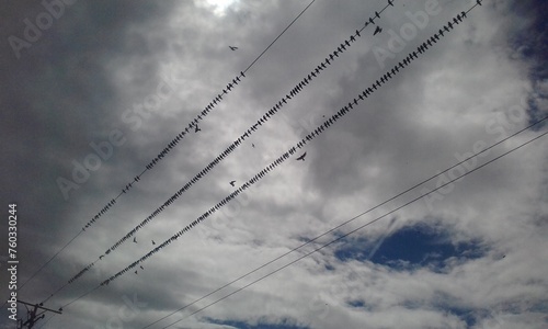 Bandadas de pájaros descansando en tendido eléctrico photo