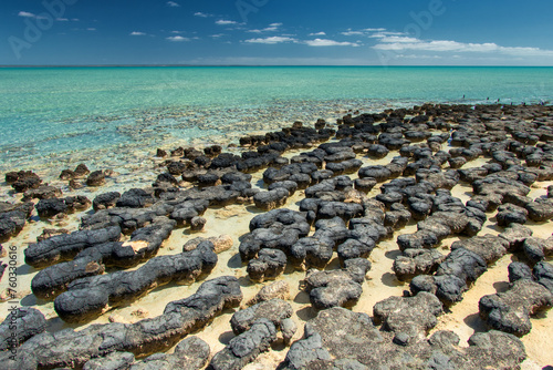 Discover the ancient wonders of stromatolites along the rugged coast of Western Australia, where living fossils whisper tales of Earth's primordial past. photo