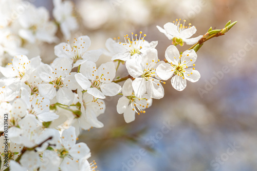 Blossom tree over nature background. Spring flowers. Spring Background