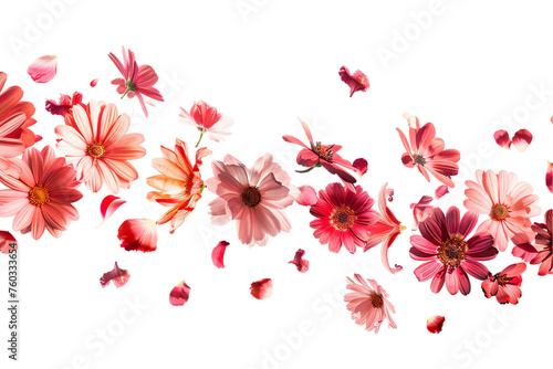 Cherry Blossom Branch with Flowers on White Background - Floral Nature for Spring and Summer 