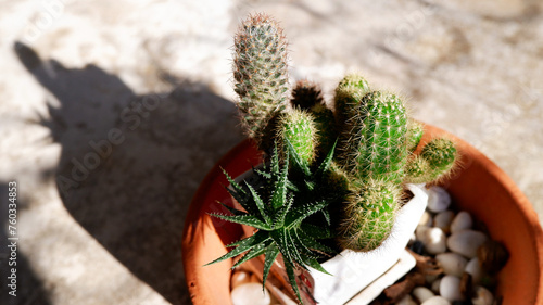 Cactus in a ceramic pot in daylight. The shadow of the cactus texture reflected on the cement floor. Close-up image of a spiky cactus flower with natural light. Cement floor texture background.