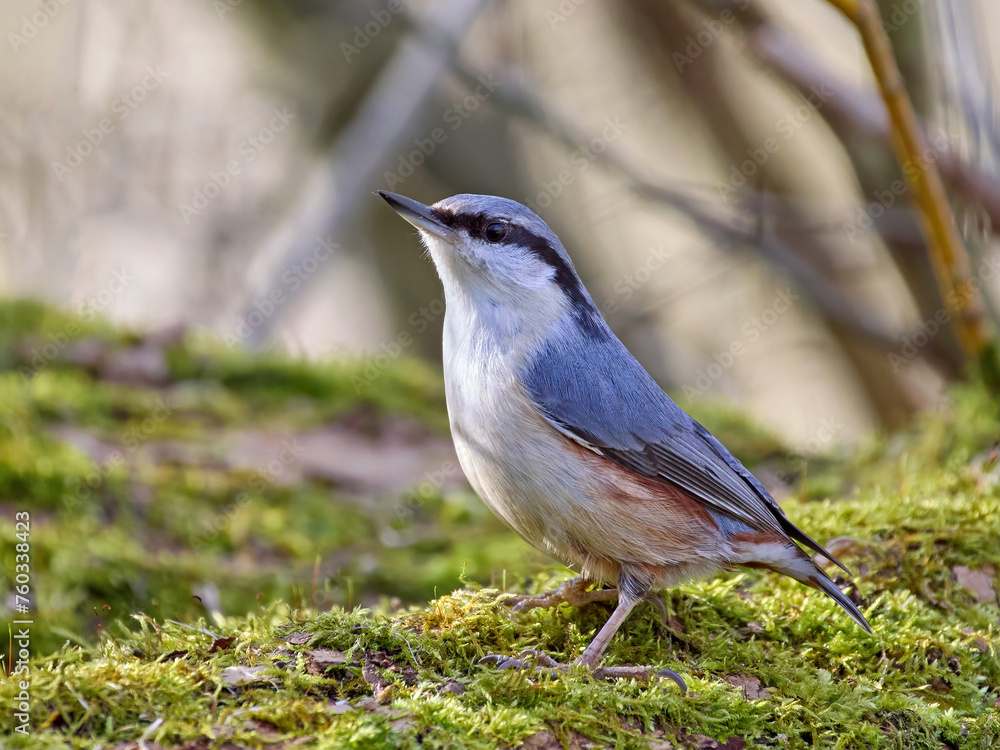 Naklejka premium Eurasian nuthatch (Sitta europaea)