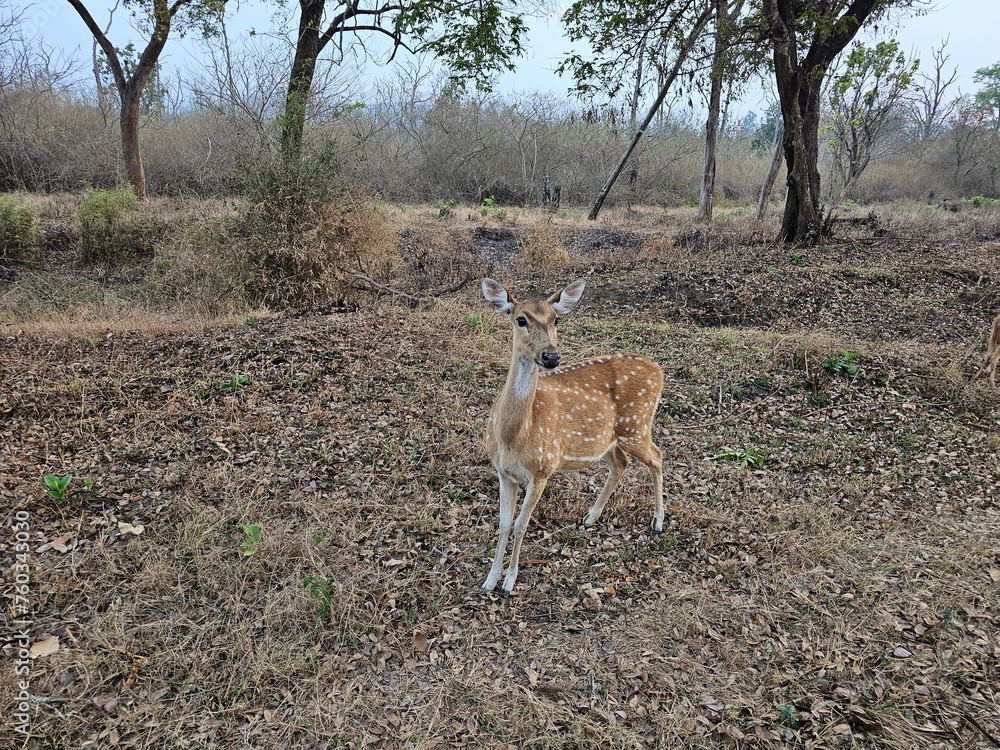 Obraz premium deer in the forest