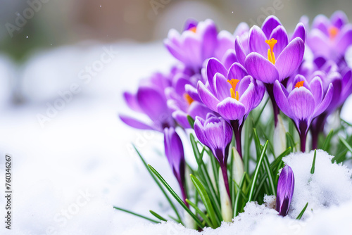 Purple crocus flowers growing in the snow in early spring