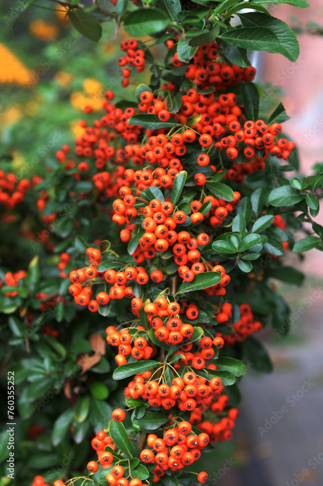 A bunch of red firethorn (Pyracantha coccinea) berries