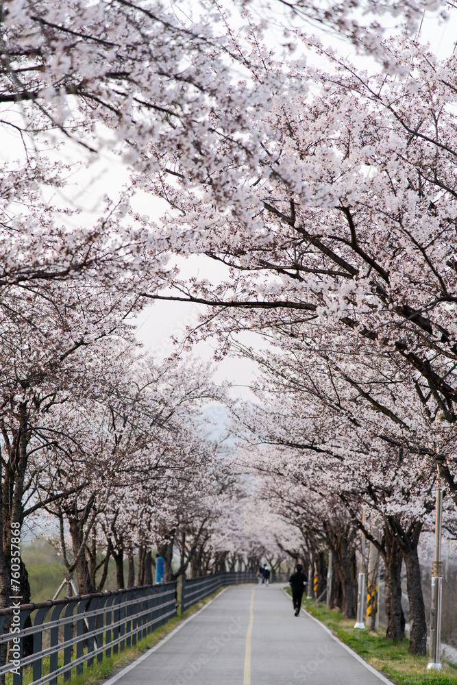View of the street with cherry blossoms in spring View of the street with cherry blossoms in spring