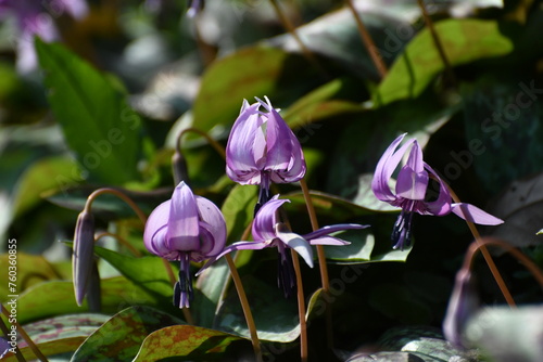 	春の陽光を浴びる紫色のカタクリの花