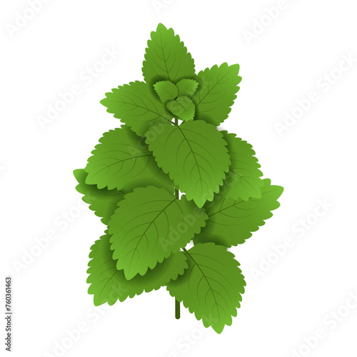Green mint bush icon isolated on transparent and white background. Natural element closeup for decoration design with tea. Vector cartoon illustration. Fresh nettle. Plant print.
