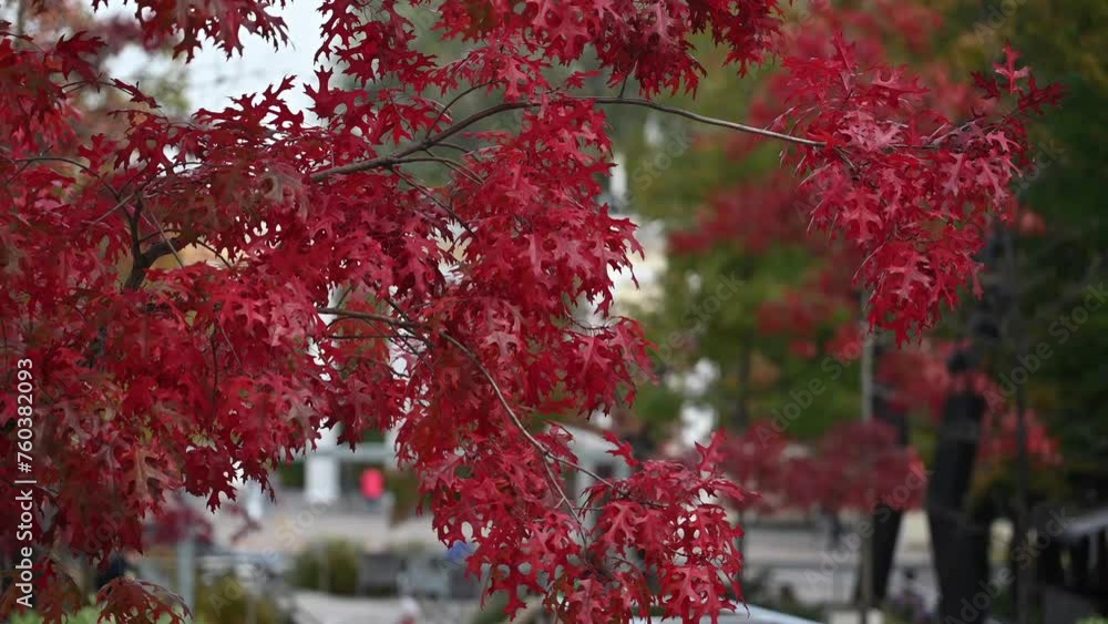 Beautiful branches of northern red oak with red leaves. Autumn natural background. Red leaves sway in the wind. Autumn in the city park. City of Dnipro, Ukraine. Beautiful branches of northern red oak with red leaves. Autumn natural background. Red leaves sway in the wind. Autumn in the city park. City of Dnipro, Ukraine.