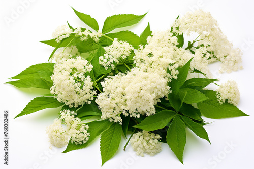 Blossoming elder, elderberry with flowers and leaves isolated on white background