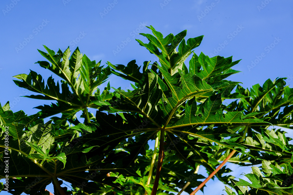 Leaf on ripe papaya fruit is yellow and attractive Leaf on ripe papaya fruit is yellow and attractive