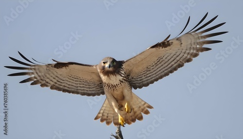 A Hawk With Its Wings Spread Wide In A Territorial