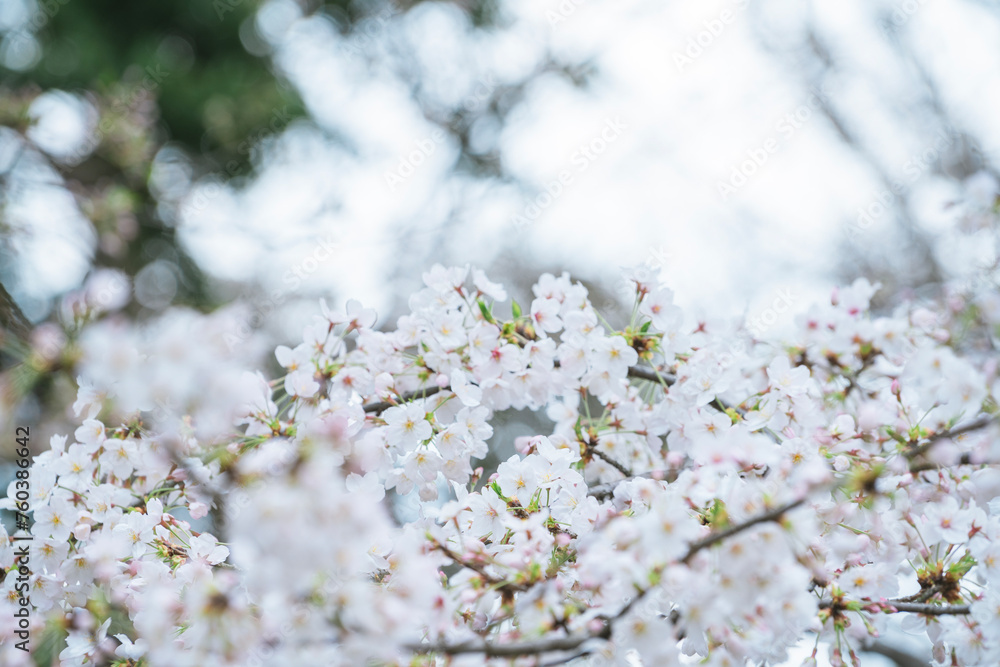 東京の公園に咲く桜の花