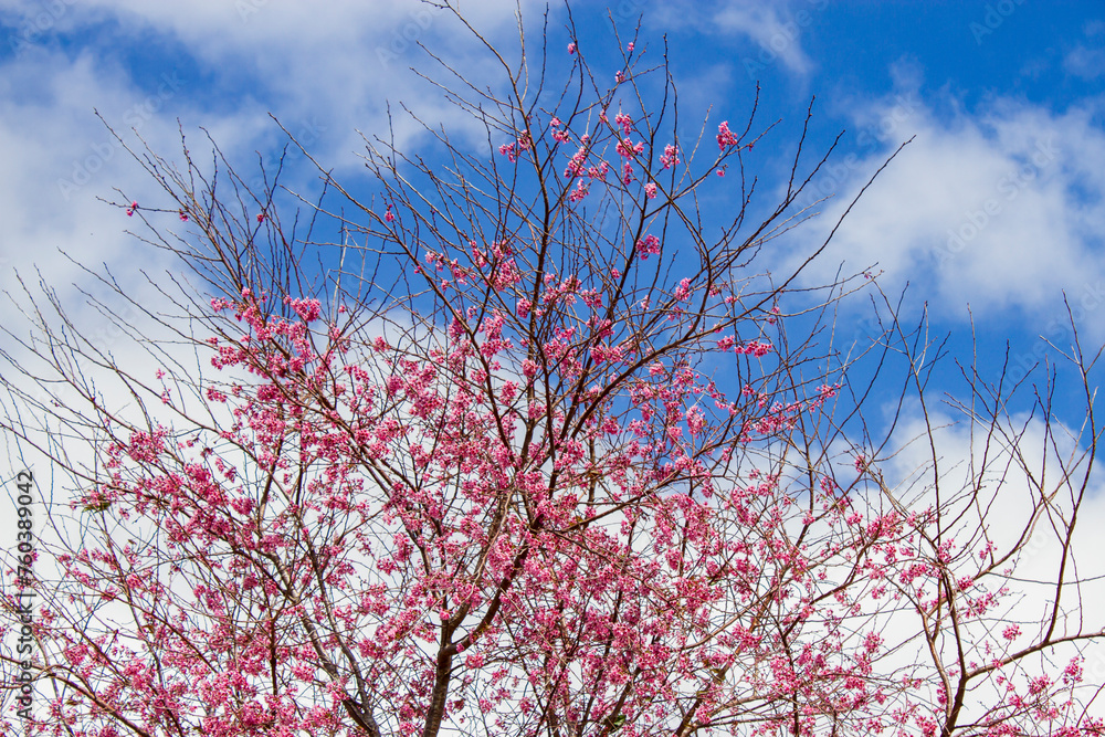 Beautiful Cherry Blossom In Springtime With Blue Sky On Background.
