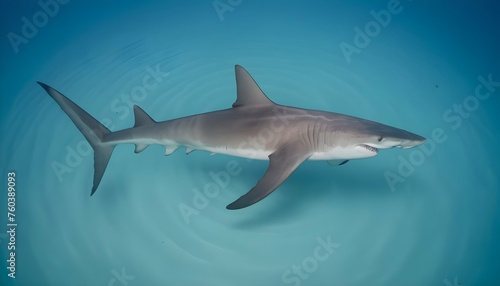 A Hammerhead Shark Swimming In A Spiral Pattern