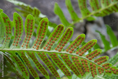 Blatt des Tüpfelfarns mit Sporenbehältern