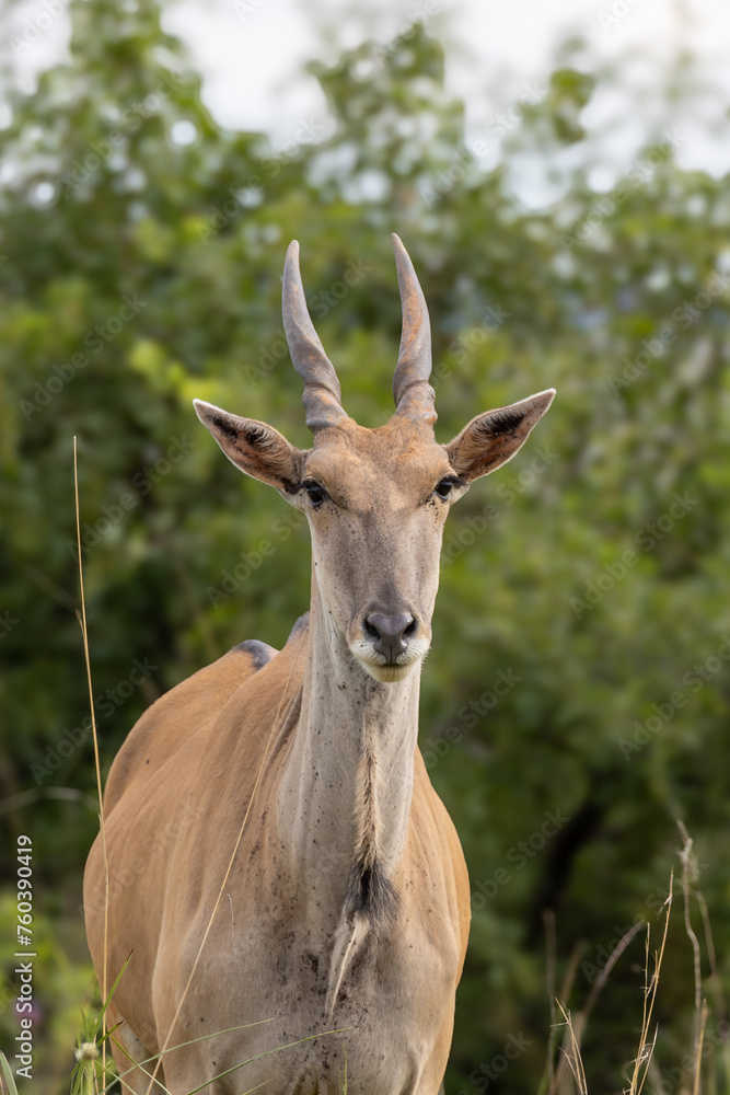 Young common eland Taurotragus oryx standing looking Young common eland Taurotragus oryx standing looking
