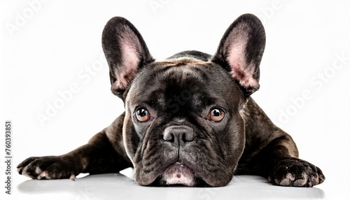 French Bulldog frenchie - Canis lupus familiaris - cute adorable grey color young adult isolated on white background laying on floor looking at camera front legs sprawled front face view