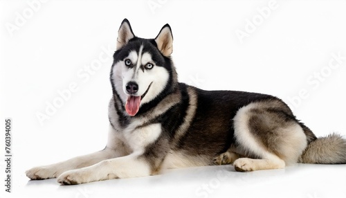 Large adult Siberian Husky dog - Canis Lupus familiaris - isolated on white background laying down looking at camera while panting with tongue out © Chase D’Animulls
