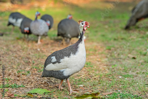 Helmeted guineafowl  guineahen walking on the lawn.