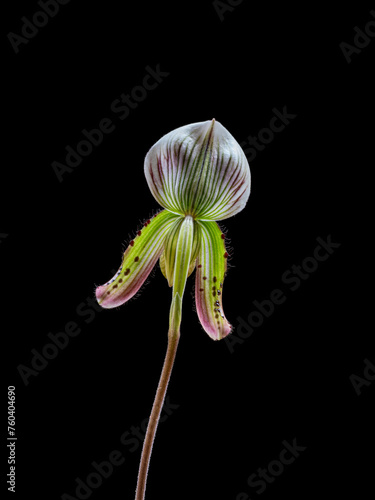 Closeup back view of bright purple green and white flower of lady slipper orchid species paphiopedilum callosum aka paphiopedilum crossii isolated on black background photo