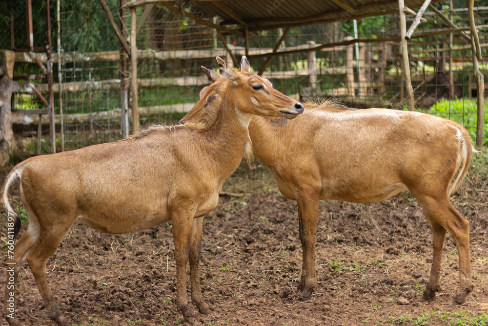 Asian antelope, Nilgai, endemic antelope in India Asian antelope, Nilgai, endemic antelope in India