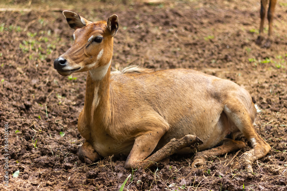Asian antelope, Nilgai, endemic antelope in India Asian antelope, Nilgai, endemic antelope in India