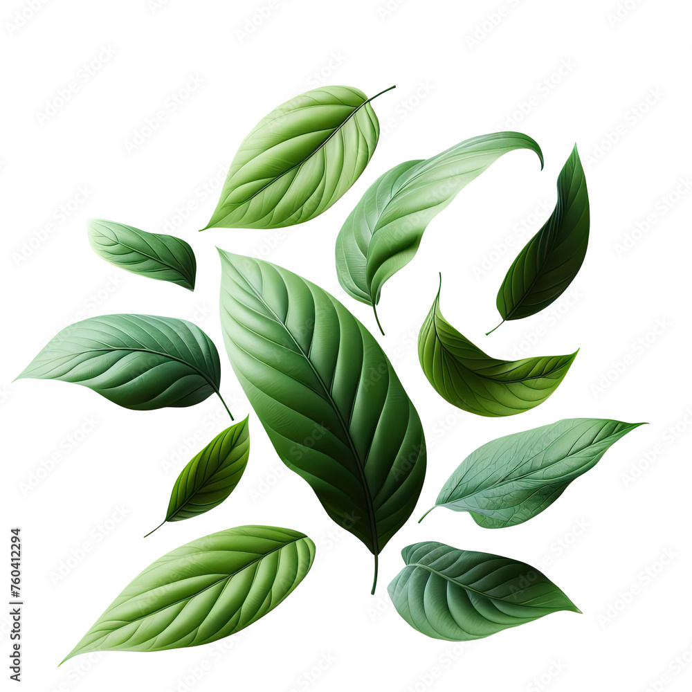 leaf green isolate PNG transparent - obrazy, fototapety, plakaty 