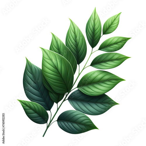 leaf green isolate PNG transparent