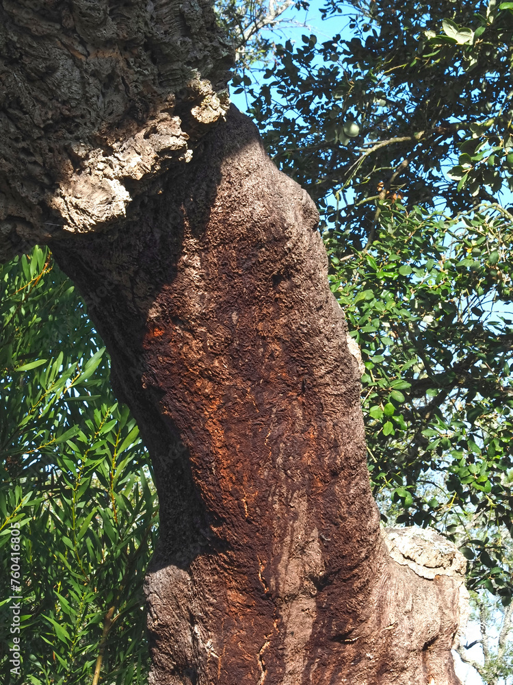Peeled cork oak tree - the bark is used for the production of cork in Portugal
