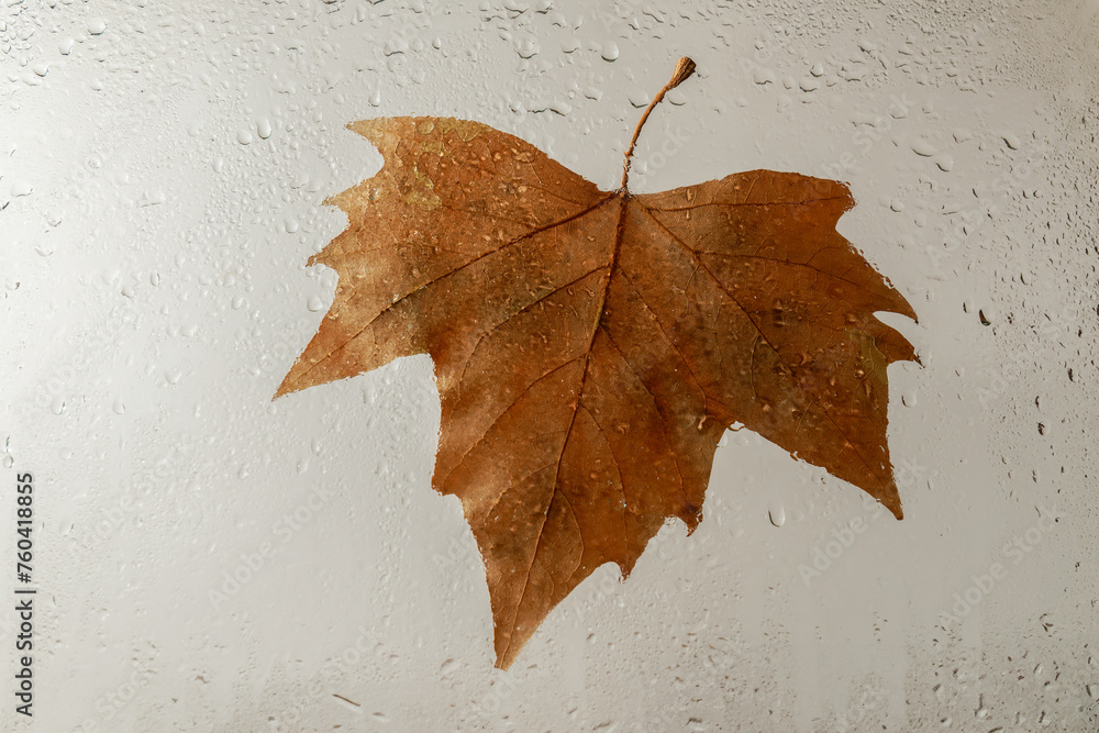 tree leaf stuck on a rain-dampened window pane tree leaf stuck on a rain-dampened window pane