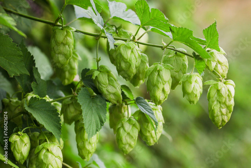 green hop branches growing close-up