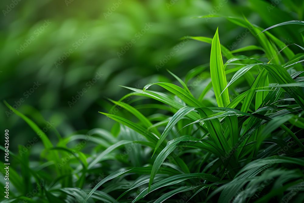 Close up of green fresh plants grass background Close up of green fresh plants grass background