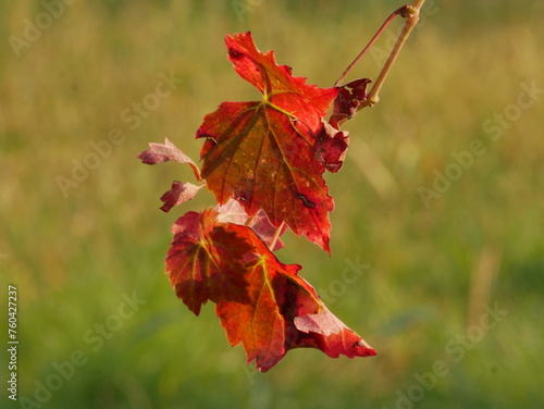 Foglie, foglia, autunno, rosso, verde, stagioni photo