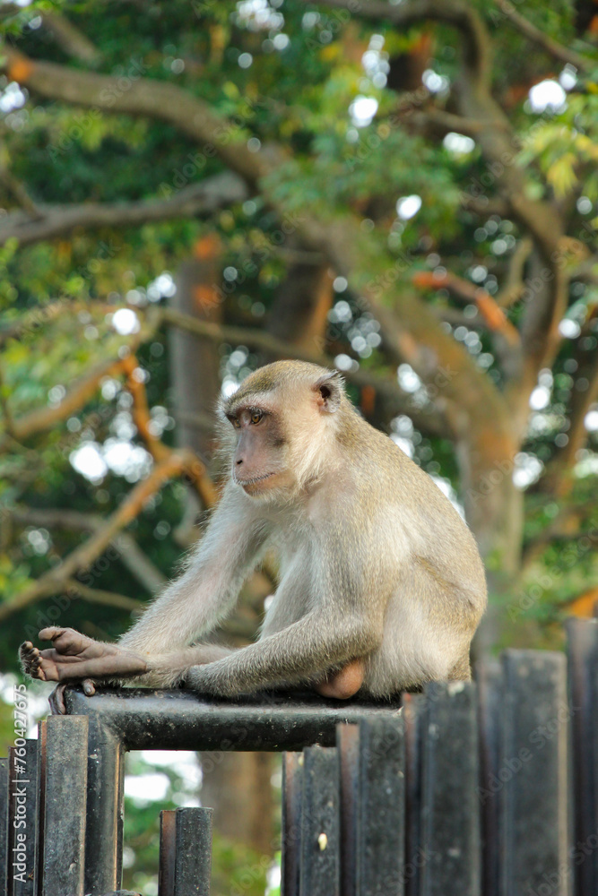 adult Long-tailed macaque (Macaca fascicularis) also known as cynomolgus monkey in Sumatra island, Indonesia adult Long-tailed macaque (Macaca fascicularis) also known as cynomolgus monkey in Sumatra island, Indonesia