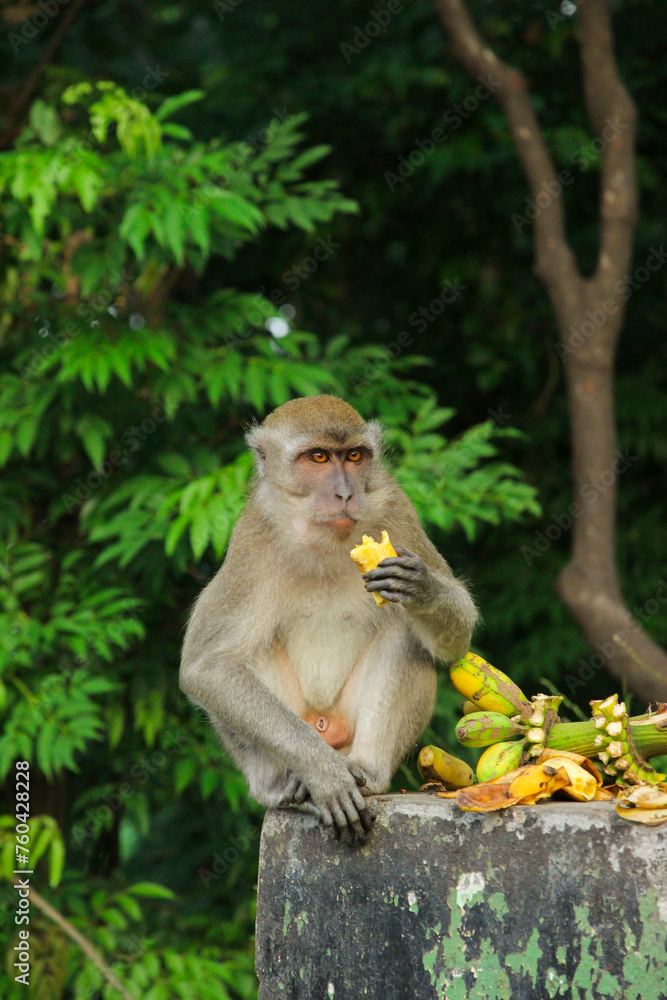Long-tailed macaque (Macaca fascicularis) also known as cynomolgus monkey eating a banana in Sumatra island, Indonesia