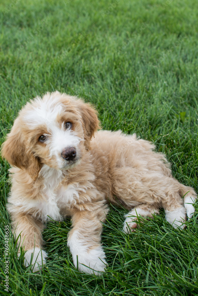 Portrait of fluffy puppy laying in green grass