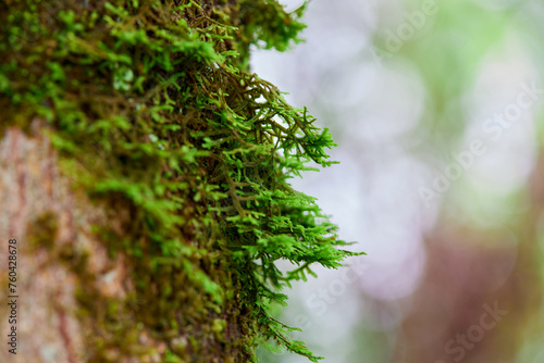 Green moss grown up on tree bark