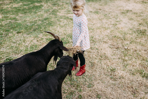 Child feeding hay to pet goats photo