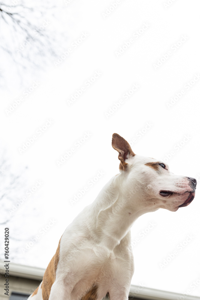Rescue dog with skyward gaze