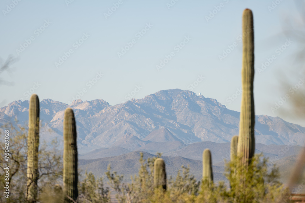 Stunning Tucson Mountainscape: A Majestic Blend of Cacti and Peaks