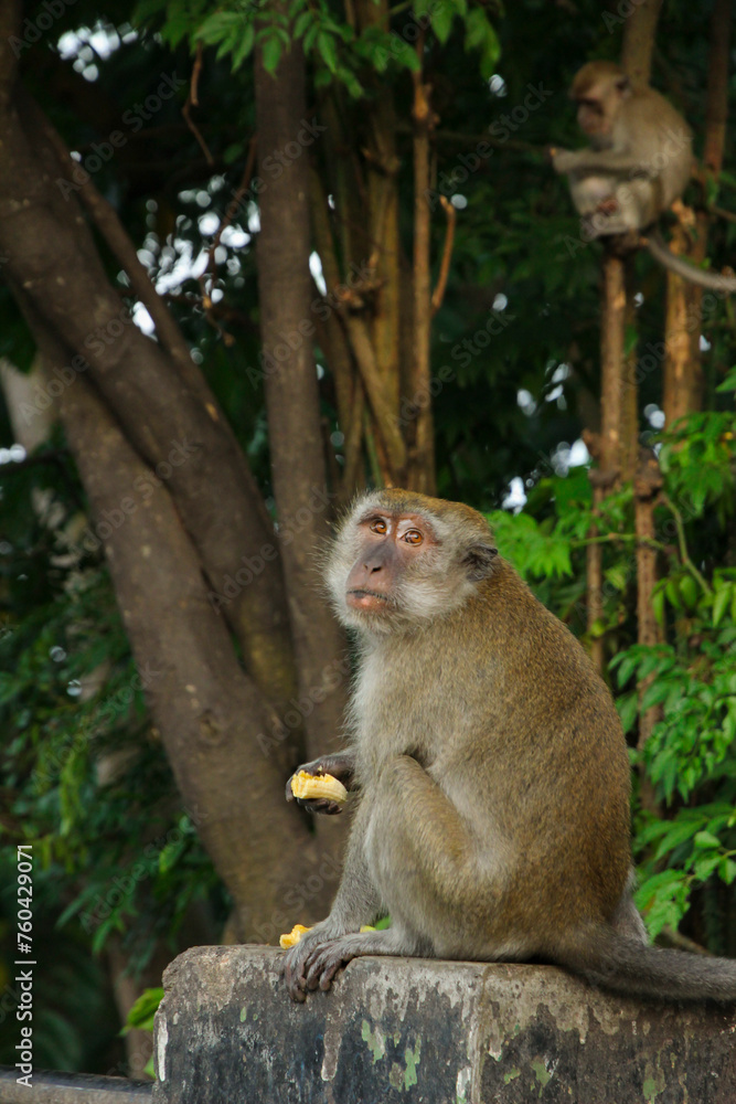 adult Long-tailed macaque (Macaca fascicularis) also known as cynomolgus monkey eating a banana in Sumatra island, Indonesia